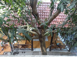 イエロー ハウス ホームステイ