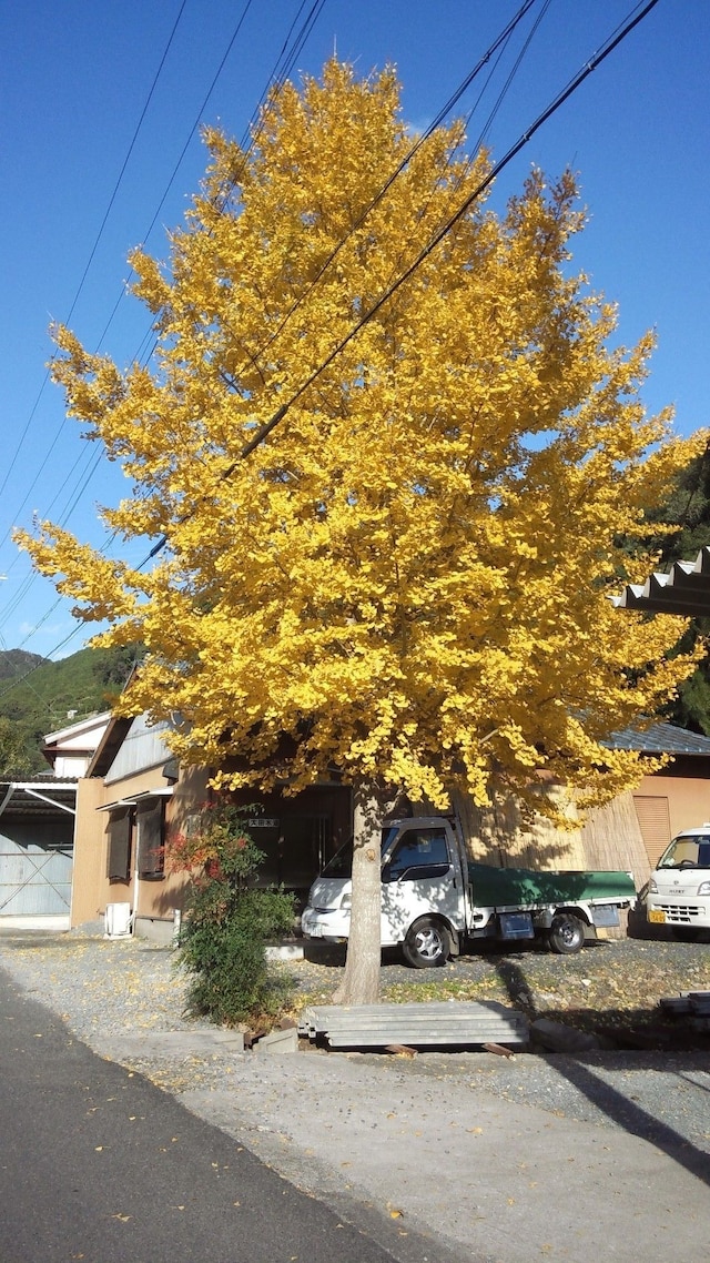農家民泊 未来農園