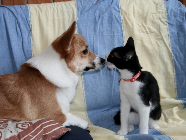 おたるないバックパッカーズホステル 杜の樹