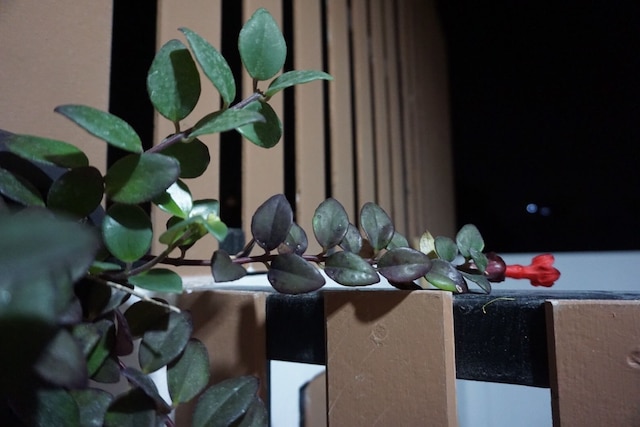 スリーナ ホテル