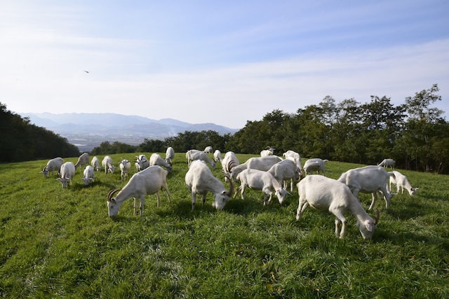 ファームイン どこか農場