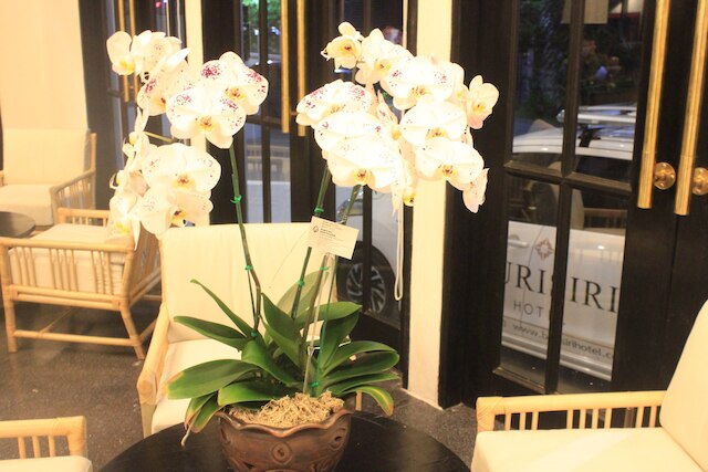 ブリ シリ ホテル