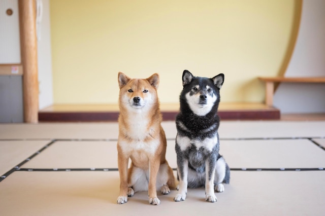 浜名湖わんわんパラダイスホテル