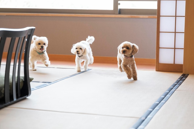 浜名湖わんわんパラダイスホテル