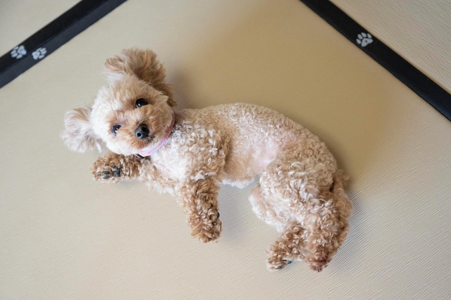 浜名湖わんわんパラダイスホテル