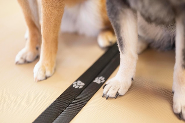 浜名湖わんわんパラダイスホテル