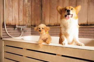 高山わんわんパラダイス