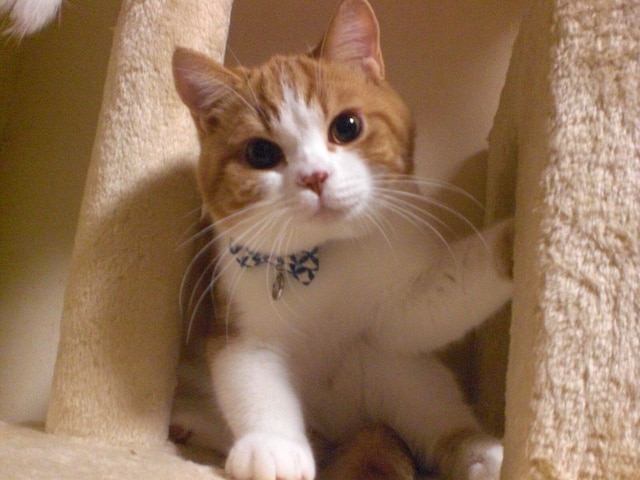 プチホテル アニスガーデン