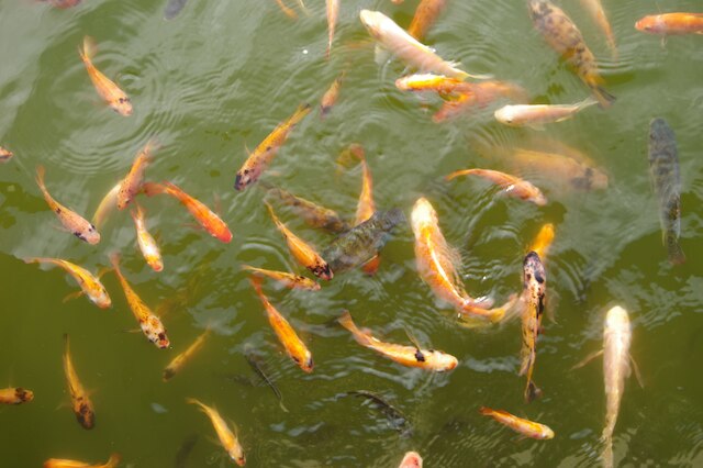 ザ ウエストレイク ホテル & リゾート ジョグジャカルタ