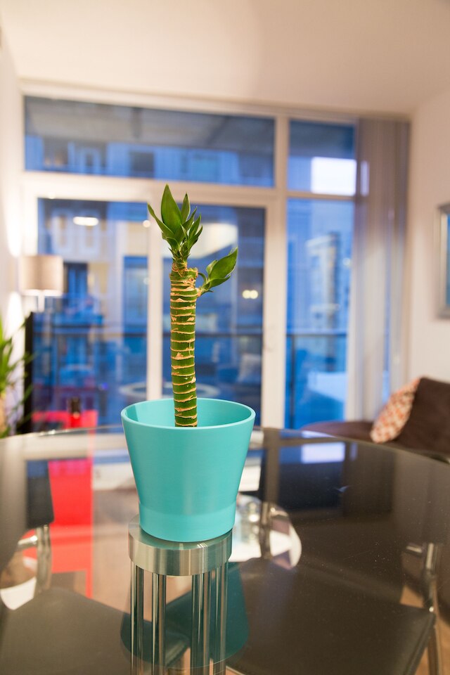 トロント クイーン スイーツ