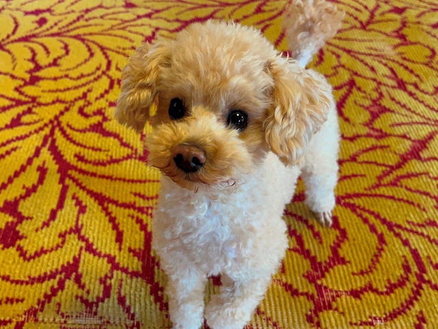 数寄屋風旅館からさわ