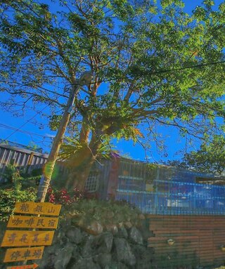 シーキング - アリシャン サンライズ (阿里山初日)