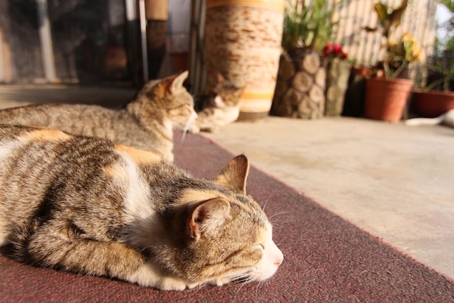 シーキング - アリシャン サンライズ (阿里山初日)
