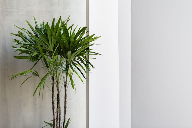 シンタナ サヤ レジデンス