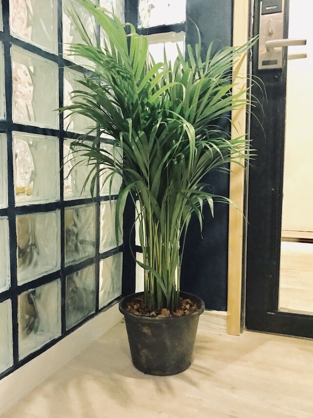 キンノン デラックス ホステル コワーキング カフェ