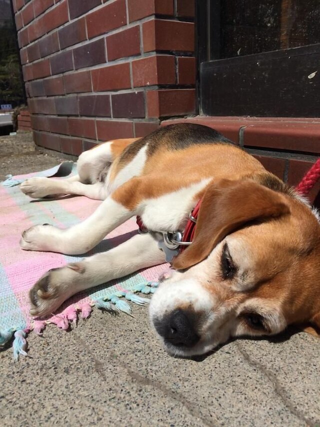 ロッジ やまじう