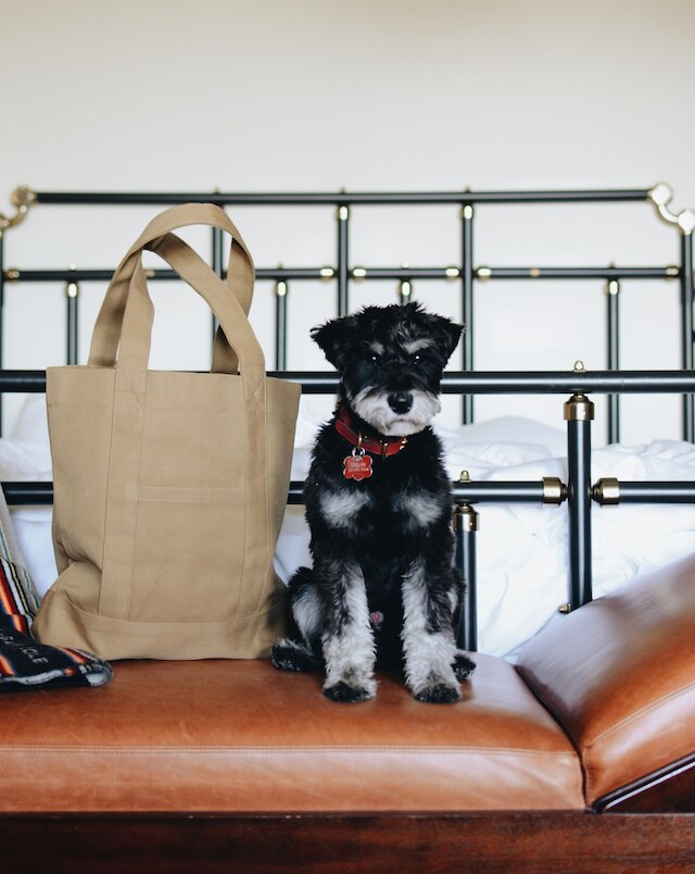 シカゴ アスレティック アソシエーション A ハイアット ホテル