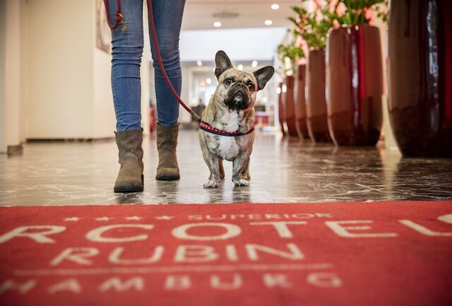 アルコテル ルービン ハンブルク