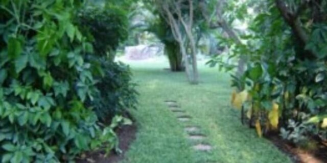 ミスト オブ ゴールド