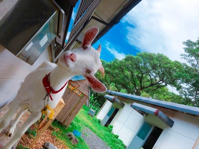 屋久島 民宿すぎのこ