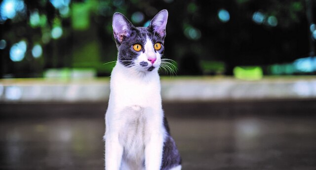 タンサバイ ホテル