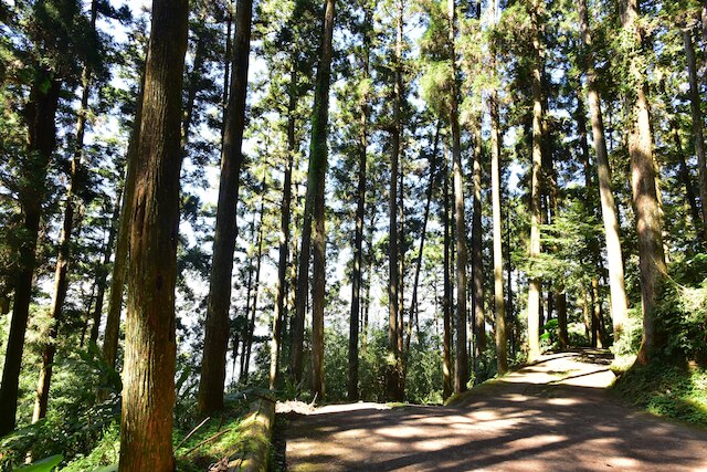 ロン ユン ファーム