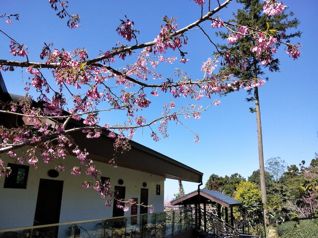 ロン ユン ファーム