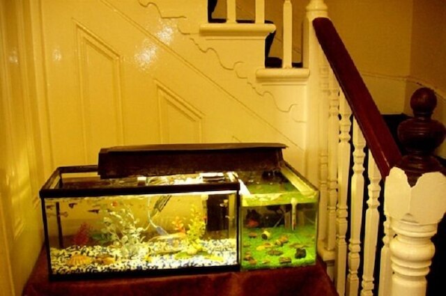 チスウィック コート