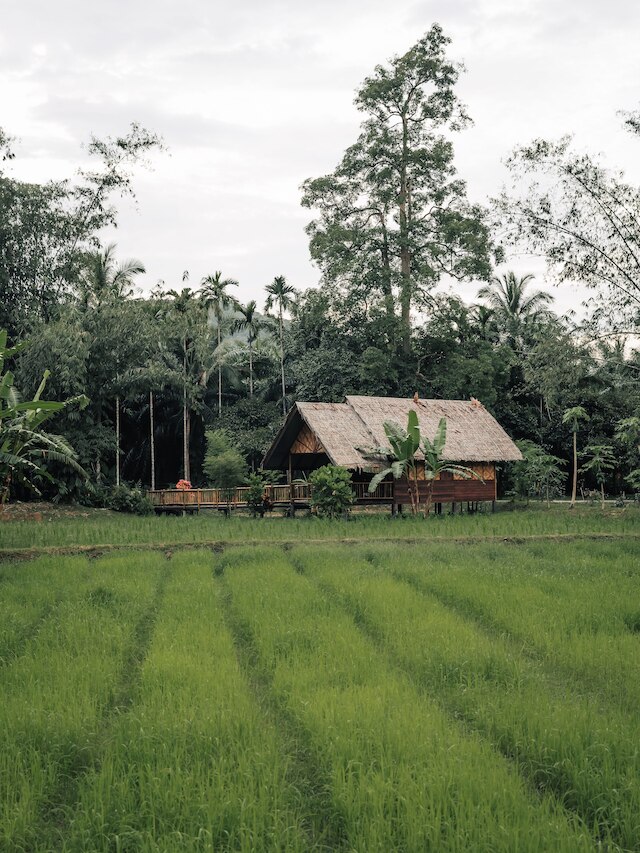 アワ ジャングル キャンプ - エコ リゾート