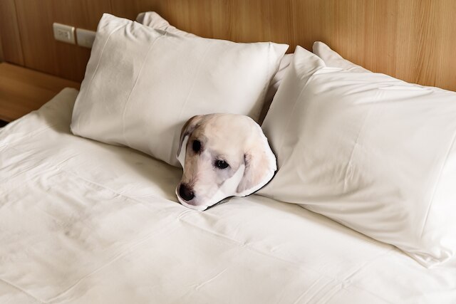 ツリー ハウス ホステルズ