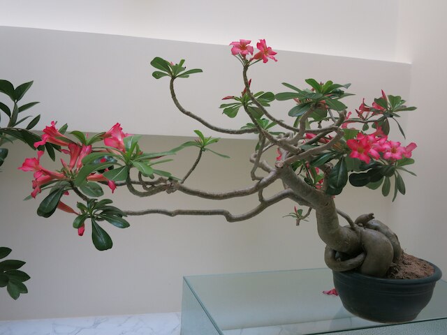 ファイアーワークス ホームステイ