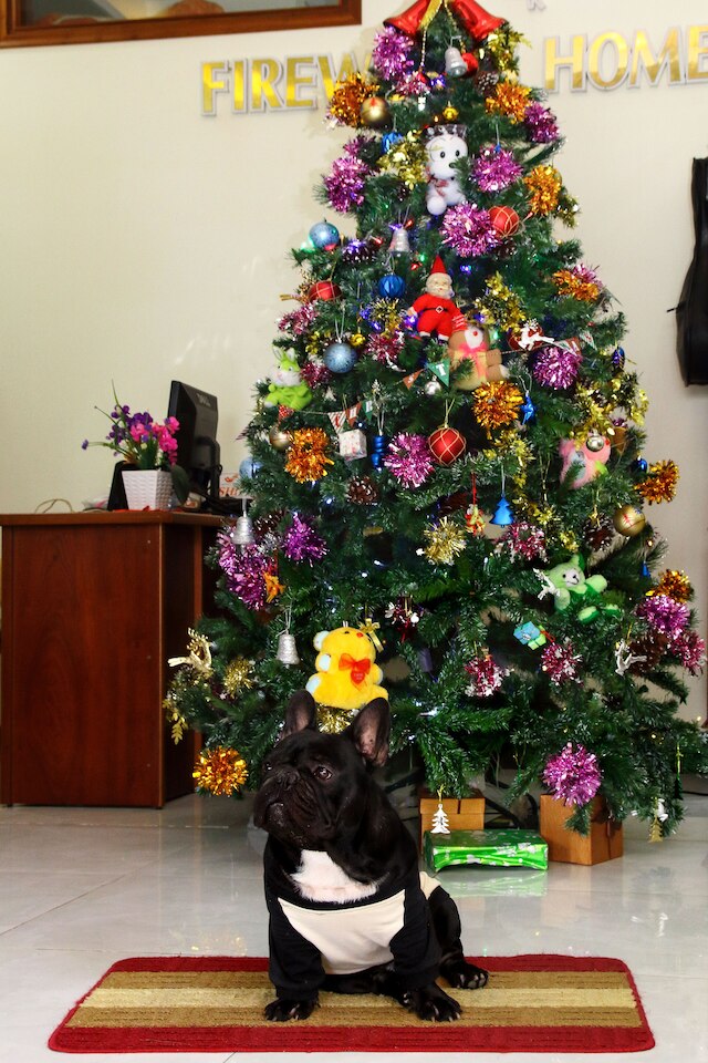 ファイアーワークス ホームステイ