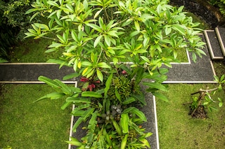 ビスマ ジャヤ バンガロー