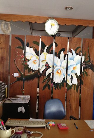 チェンマイ ツリー ホステル