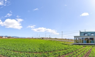 ココリト大根島