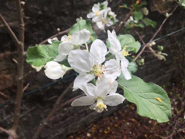 ブラウハウス アパートメンツ