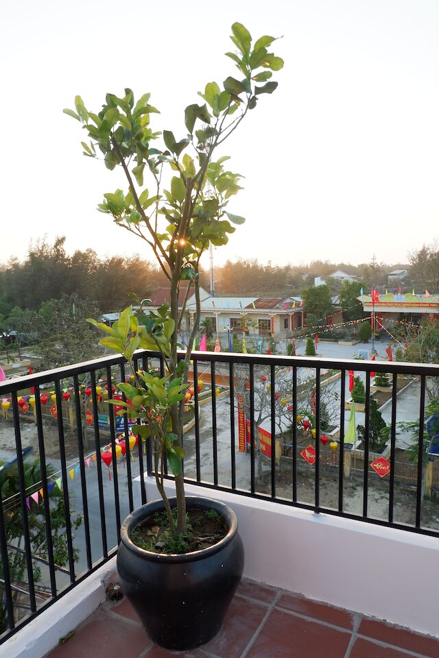 ホワイト ライオン ハウス