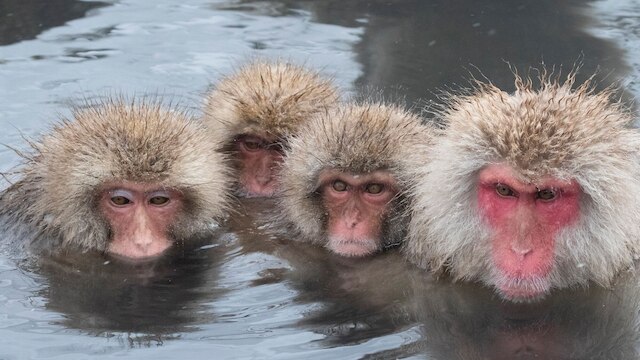 不動尊の湯 御宿ことぶき