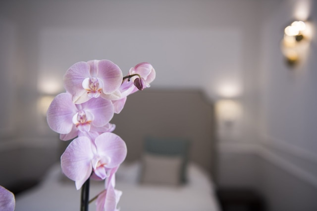 ラ バンバギーナ