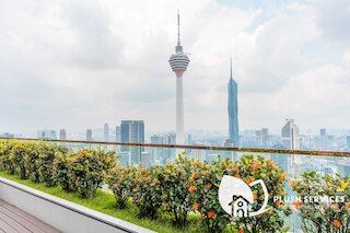 プラチナ スイーツ、プラッシュ