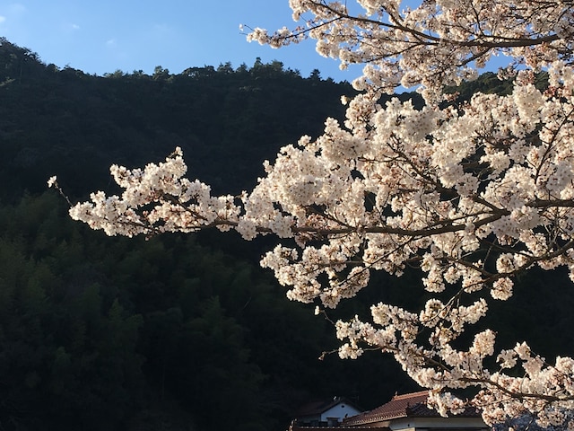 食堂民宿　さと山