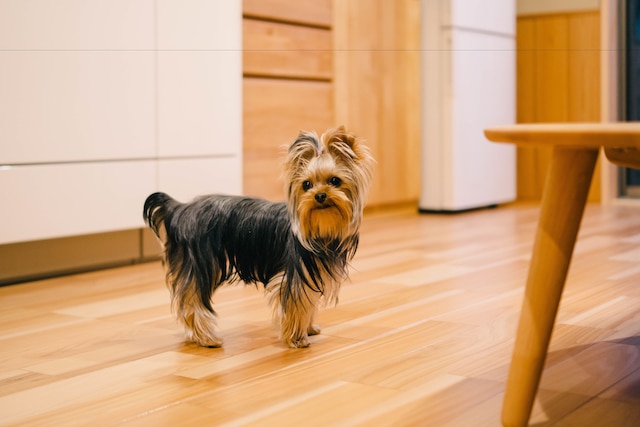 美盧三条西院邸