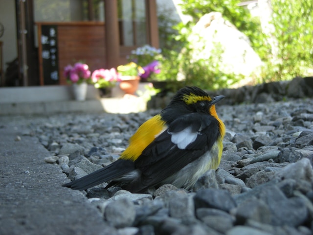 祖谷の宿 かずらや