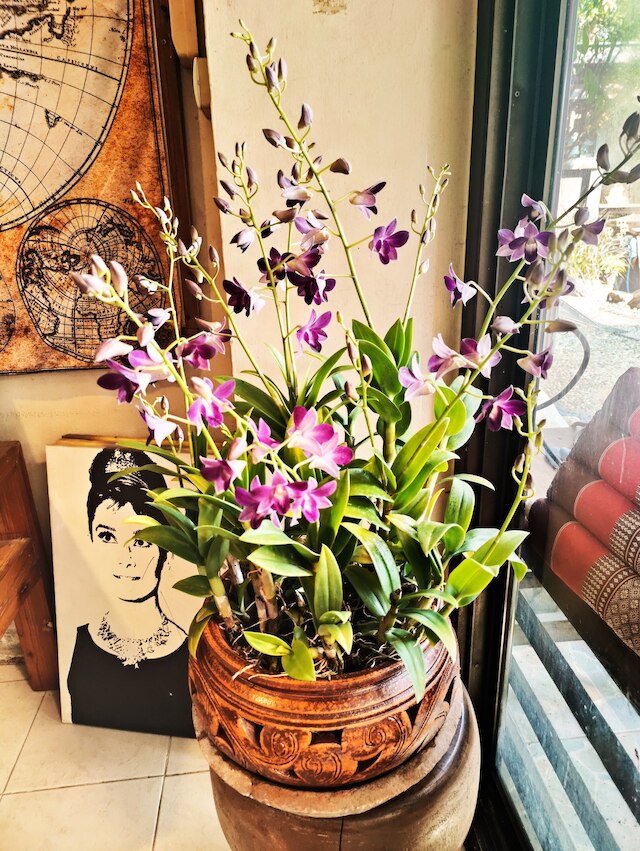 パンダ ハウス チェンマイ