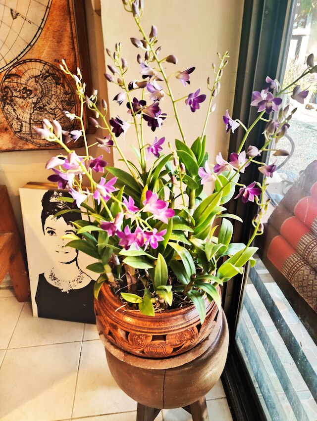 パンダ ハウス チェンマイ