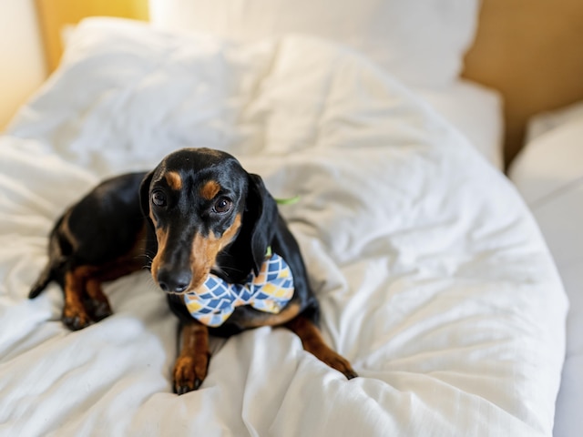 イビス コルカタ ラジャハット ホテル