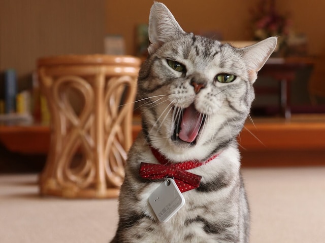 温泉旅館みたけ