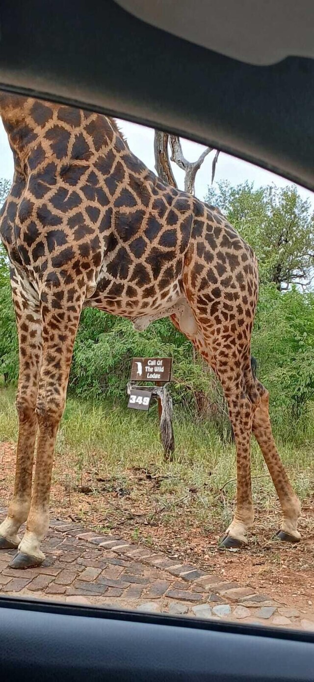 コール オブ ザ ワイルド ロッジ