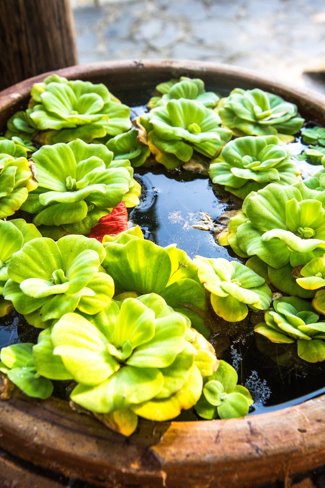 ザ ファイフー ハウス