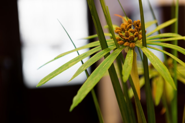 サン シティ ホテル